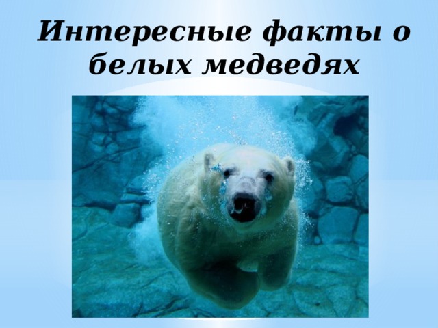 Факты О Белом Медведе Интересные
