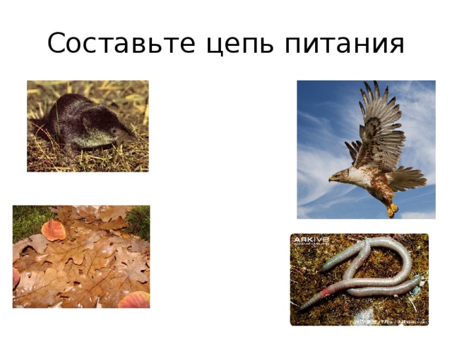 Схема цепи питания в степи