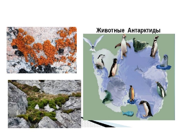 Природные зоны антарктиды 7 класс. Природные зоны Антарктиды. Природные зоны растительный и животный мир Антарктиды. Животные материка Антарктида. Антарктида животные и растения 5 класс.