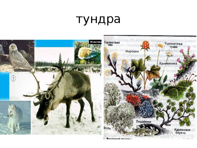 Внимательно посмотрите на рисунки живых организмов отметьте кто является лишним в тундре