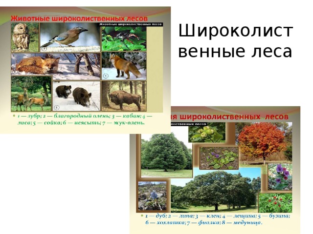 План описания широколиственных лесов