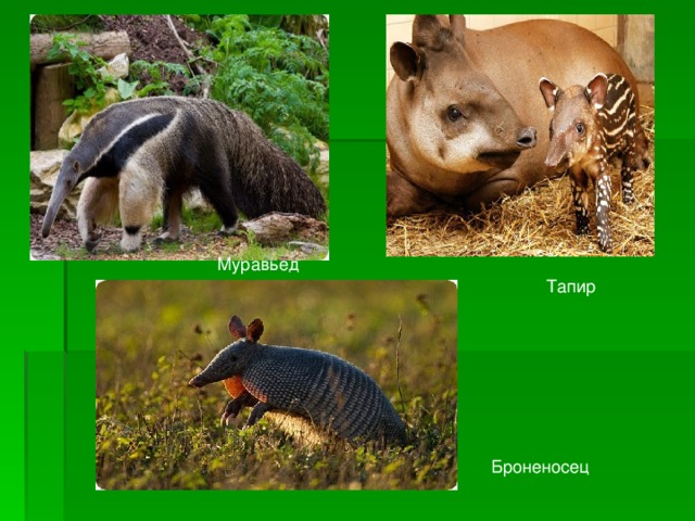 Муравьед Тапир Броненосец 