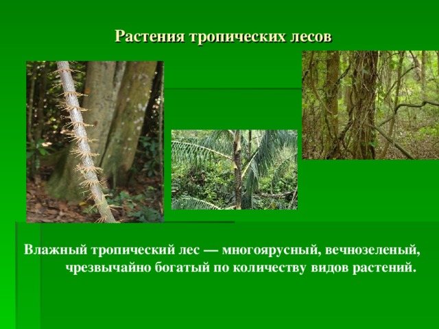Влажные вечнозеленые тропические леса презентация