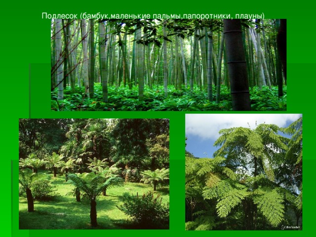 Подлесок (бамбук , маленькие пальмы , папоротники , плауны ) 