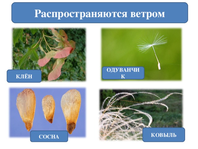 Какими способами распространяются. Ковыль плод. Ковыль способ распространения семян. Приспособление для распространения ковыль. Распространение ветром клена.