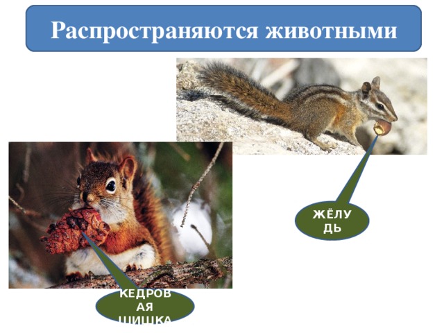 Распространяются животными ЖЁЛУДЬ КЕДРОВАЯ ШИШКА 