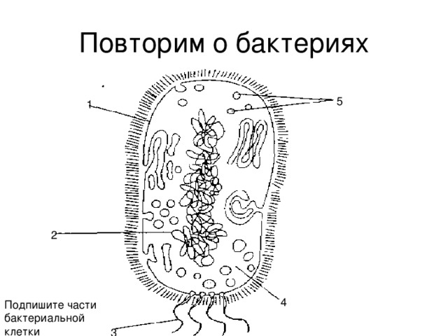 Схема строения бактериальной клетки рисунок