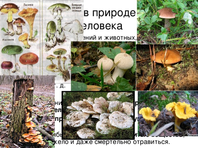 Проект гриби в біосфері та житті людини