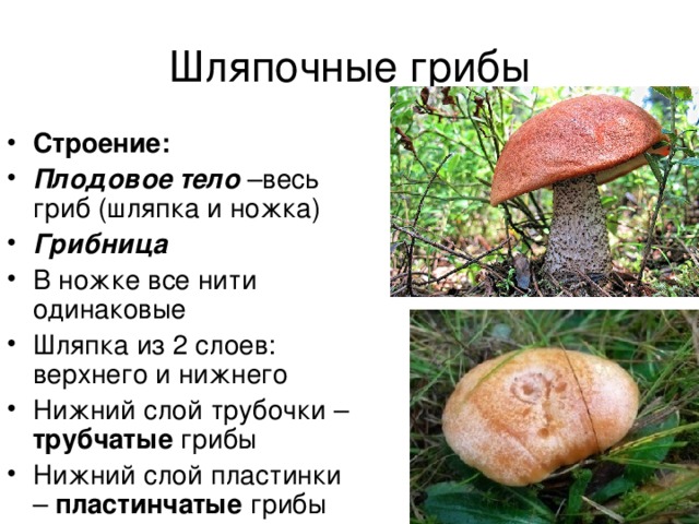 Трубчатые грибы презентация