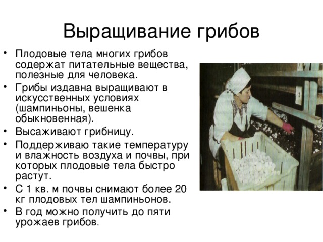 Презентация выращивание шампиньонов