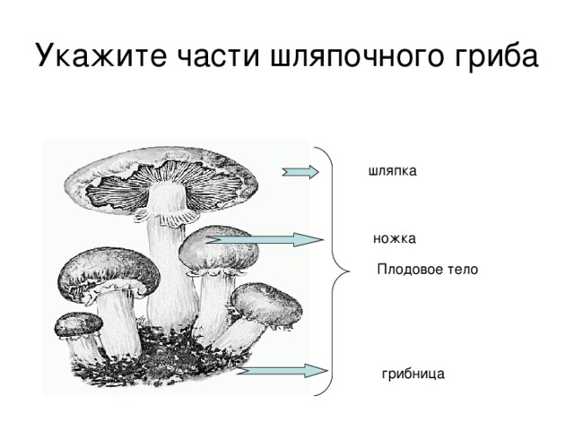 На рисунке изображен жизненный цикл шляпочного гриба подосиновика выберите неверное утверждение