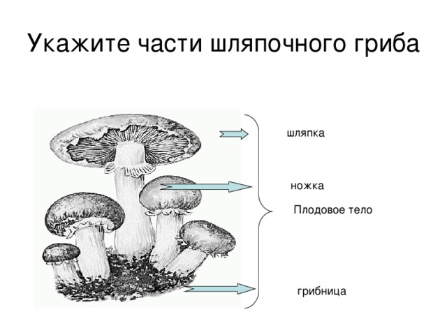 Имеет плодовое тело имеет конкурентные. Мицелий шляпочного гриба. Часть плодового тела гриба шляпочных грибов.. Грибница и плодовое тело. Плодовое тело; шляпка; ножка; грибница;.