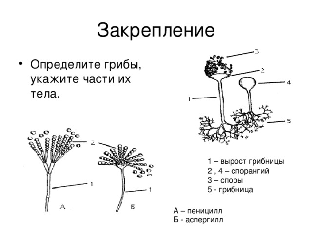 Спорангий на рисунке обозначен цифрой