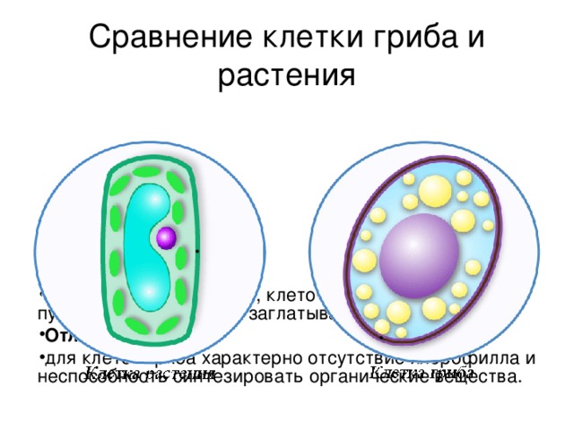 Презентация сравнение клеток