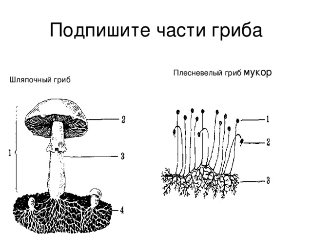 Какой тип питания характерен для мукора изображенного на рисунке обоснуйте свой ответ