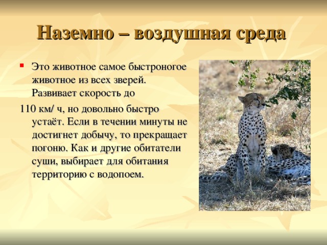 Наземно – воздушная среда Это животное самое быстроногое животное из всех зверей. Развивает скорость до 110 км/ ч, но довольно быстро устаёт. Если в течении минуты не достигнет добычу, то прекращает погоню. Как и другие обитатели суши, выбирает для обитания территорию с водопоем. 