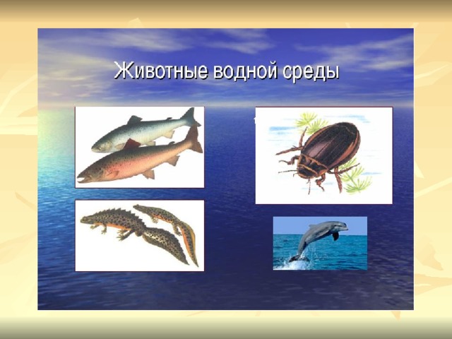 Водная среда обитания презентация