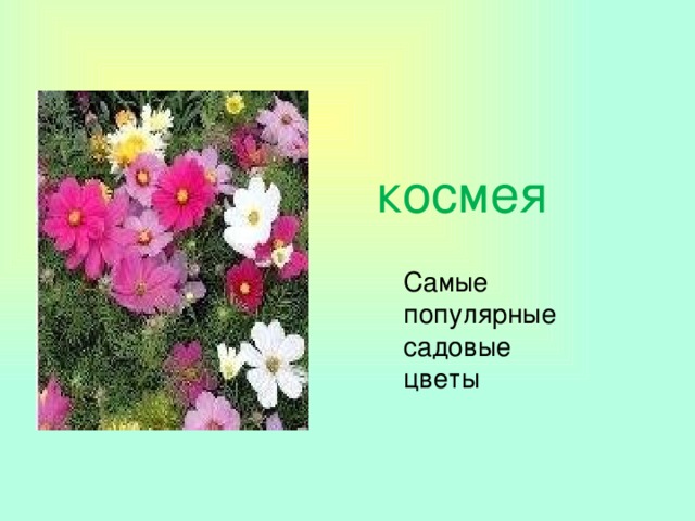 космея Самые популярные садовые цветы 