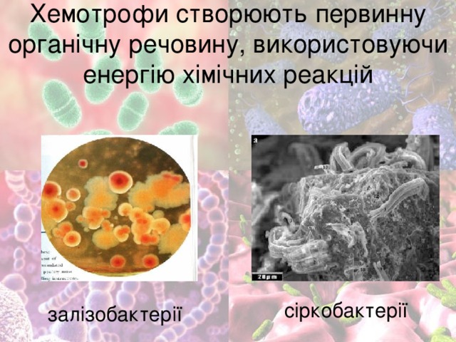 Хемотрофи створюють первинну органічну речовину, використовуючи енергію хімічних реакцій сіркобактерії залізобактерії 