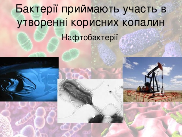 Бактерії приймають участь в утворенні корисних копалин Нафтобактерії 