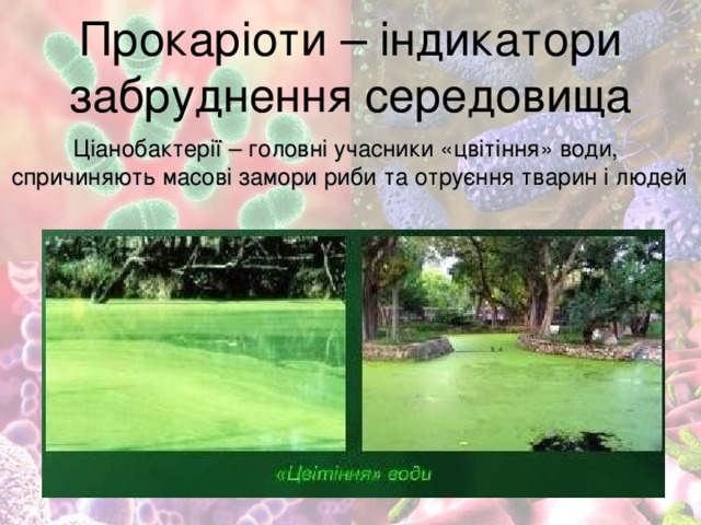 Прокаріоти – індикатори забруднення середовища Ціанобактерії – головні учасники «цвітіння» води, спричиняють масові замори риби та отруєння тварин і людей 