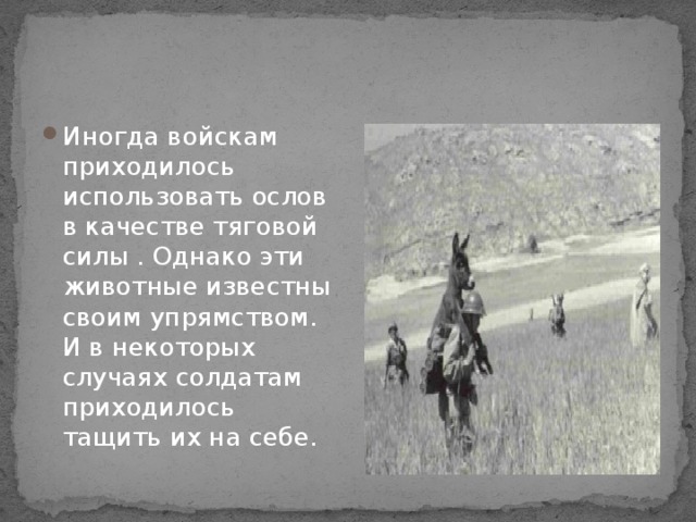 Иногда войскам приходилось использовать ослов в качестве тяговой силы . Однако эти животные известны своим упрямством. И в некоторых случаях солдатам приходилось тащить их на себе. 