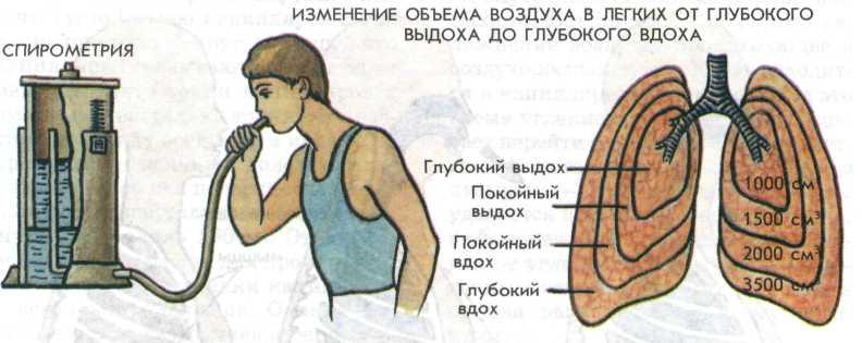 Рассмотрите рисунок с изображением схемы функционального деления общей емкости легких