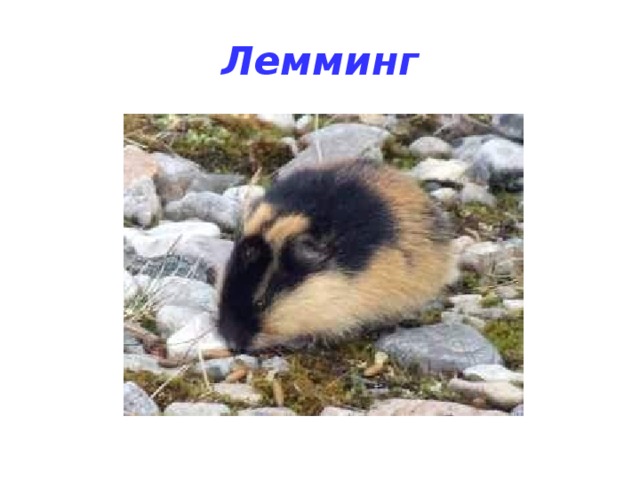 Лемминг картинка для детей