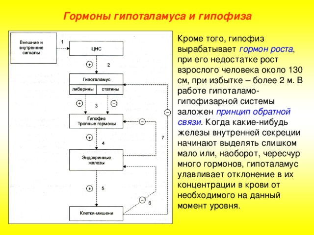 Схема гормон роста