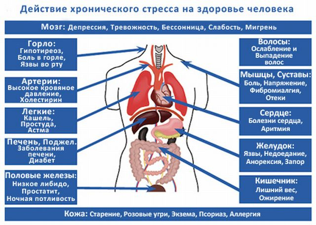 Влияние стресса на человека проект