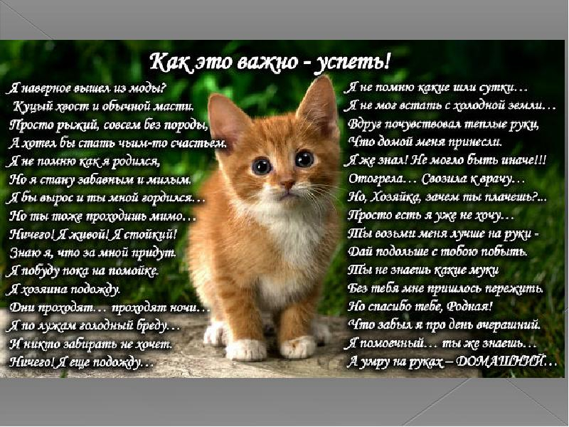Стих про кота