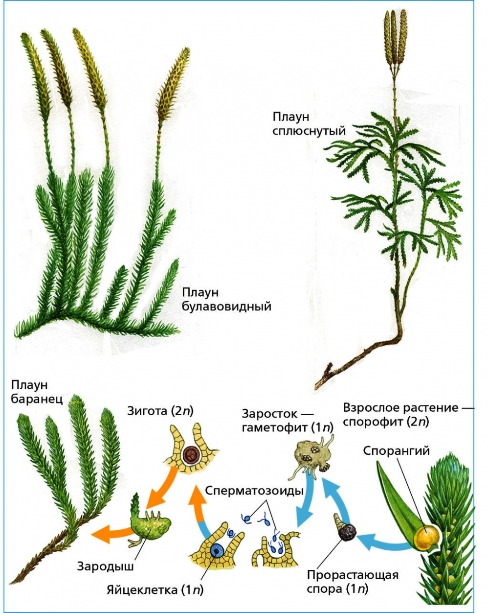 Презентация плауны