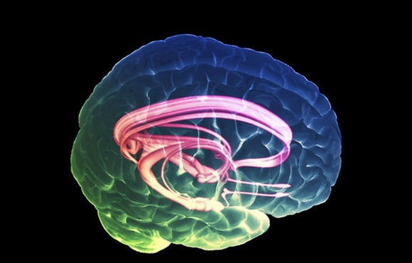 Print of Cross section illustration of human brain showing limbic system and pri