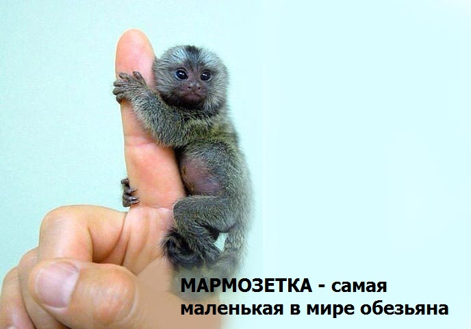 Как выглядит самая маленькая обезьянка Перейти на страницу с картинкой