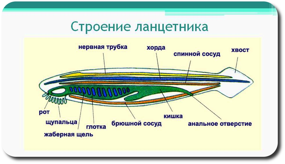 Отличие ланцетников от беспозвоночных животных: найдено 77 изображений