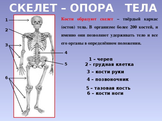 Доклад на тему скелет опора тела 3487