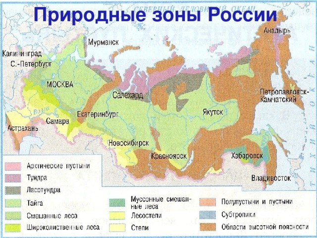 Карта хвойных лесов россии