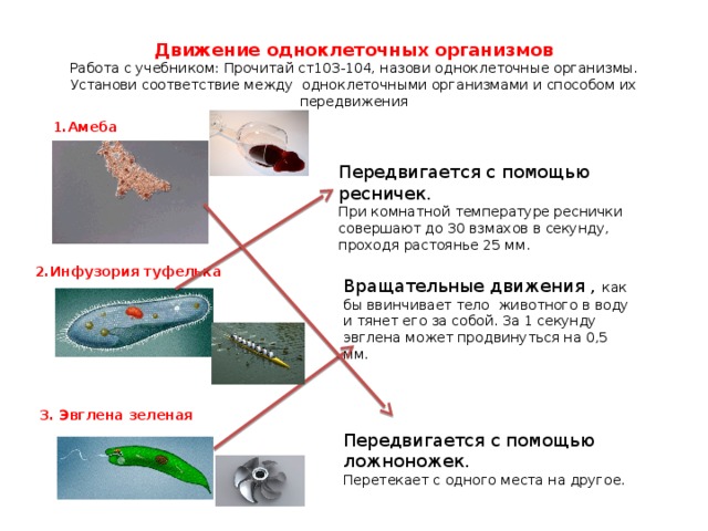 Доклад на тему движение организмов 9452