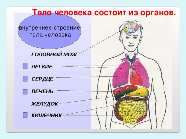 Тело человека презентация для дошкольников