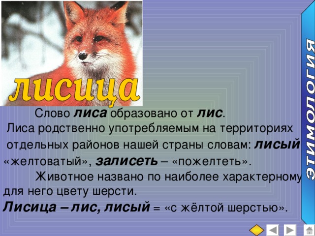 Прикольной лошади, картинки лиса с текстом