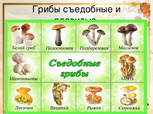Юбилеем, картинки съедобные и несъедобные грибы с названиями