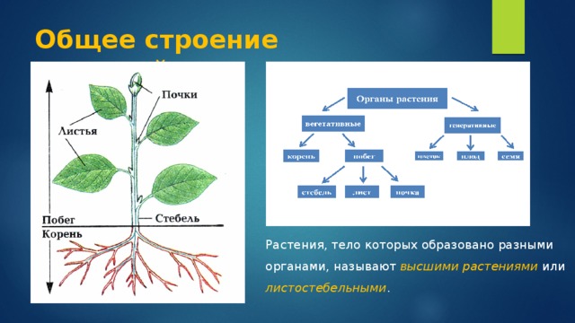 Схема развития цветкового растения