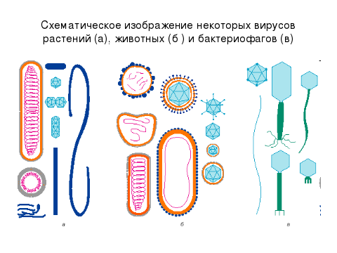 Вирусы и бактериофаги доклад 2138