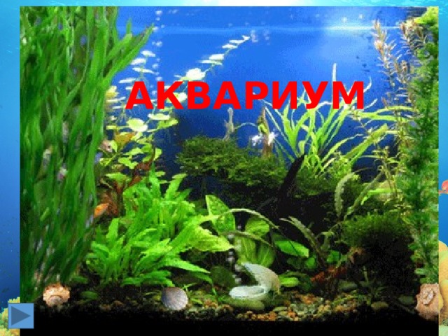 Анимация картинки аквариумы, картинки надписями юбилеем