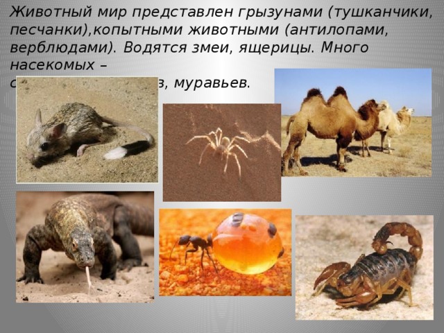 Путешествие по природным зонам земли — иллюстрация 106
