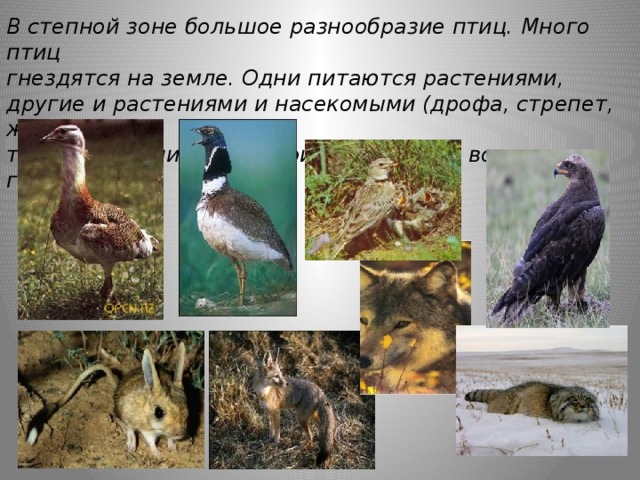 Путешествие по природным зонам земли — иллюстрация 109