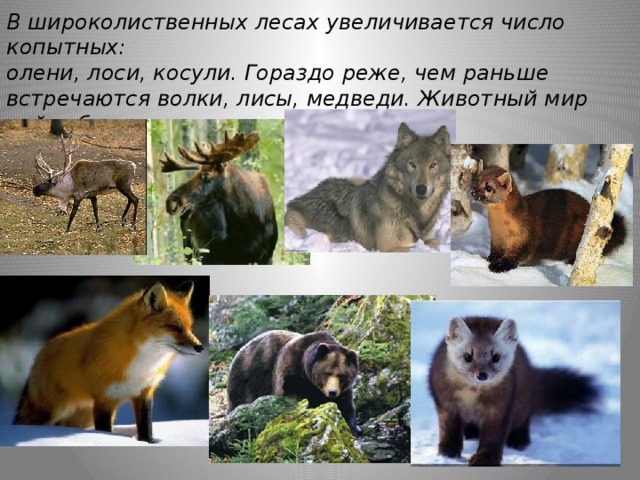 Путешествие по природным зонам земли — иллюстрация 112