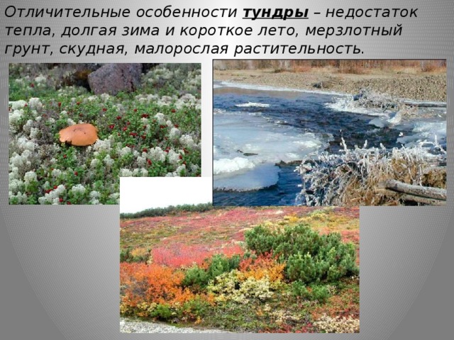 Путешествие по природным зонам земли — иллюстрация 113