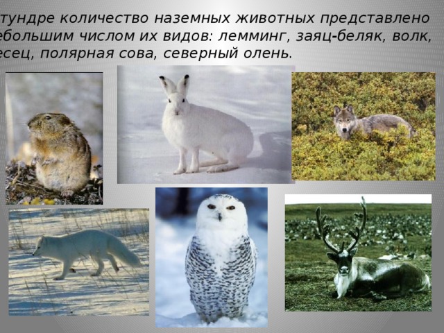 Путешествие по природным зонам земли — иллюстрация 114