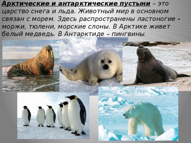 Путешествие по природным зонам земли — иллюстрация 115